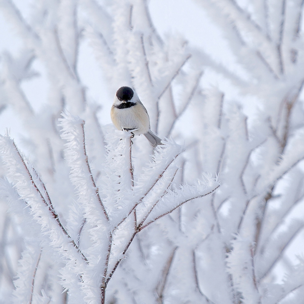 Fondo de pantalla Small Winter Bird 1024x1024