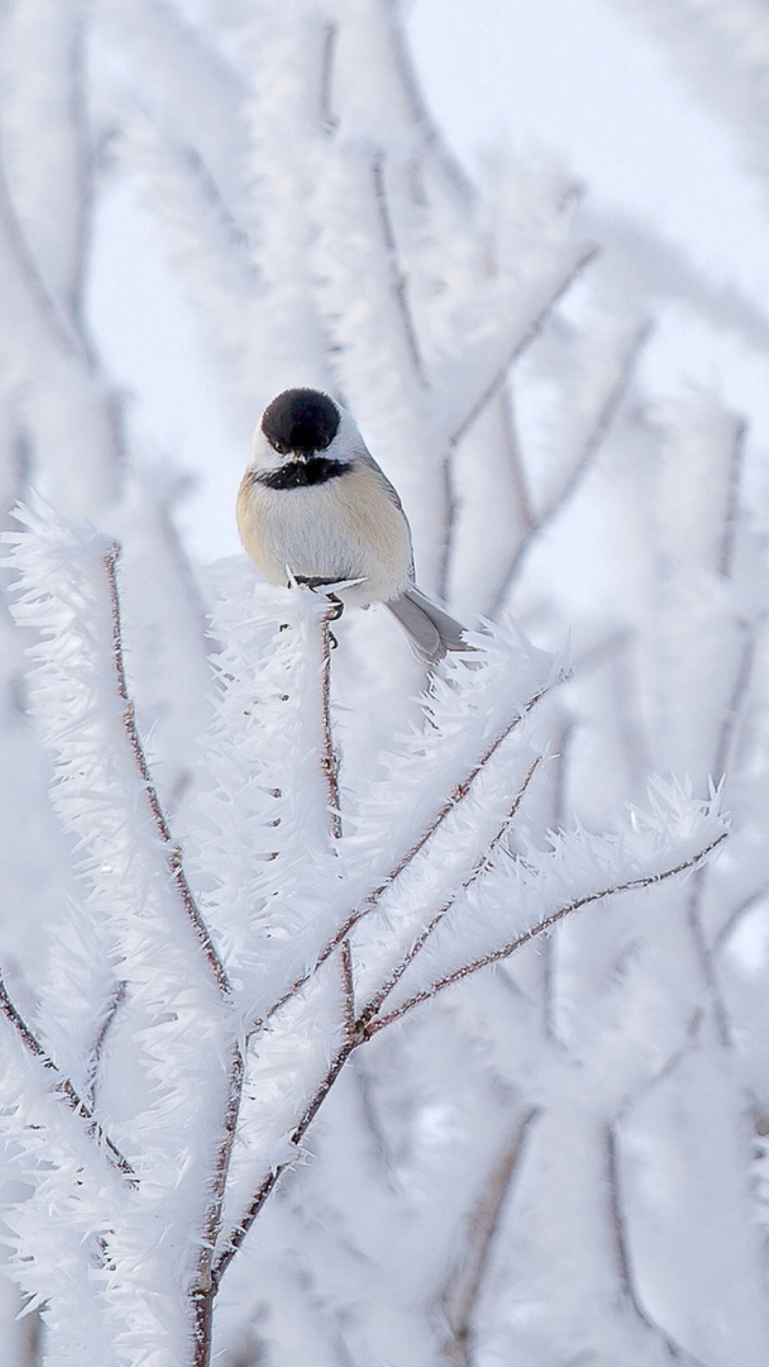 Sfondi Small Winter Bird 1080x1920