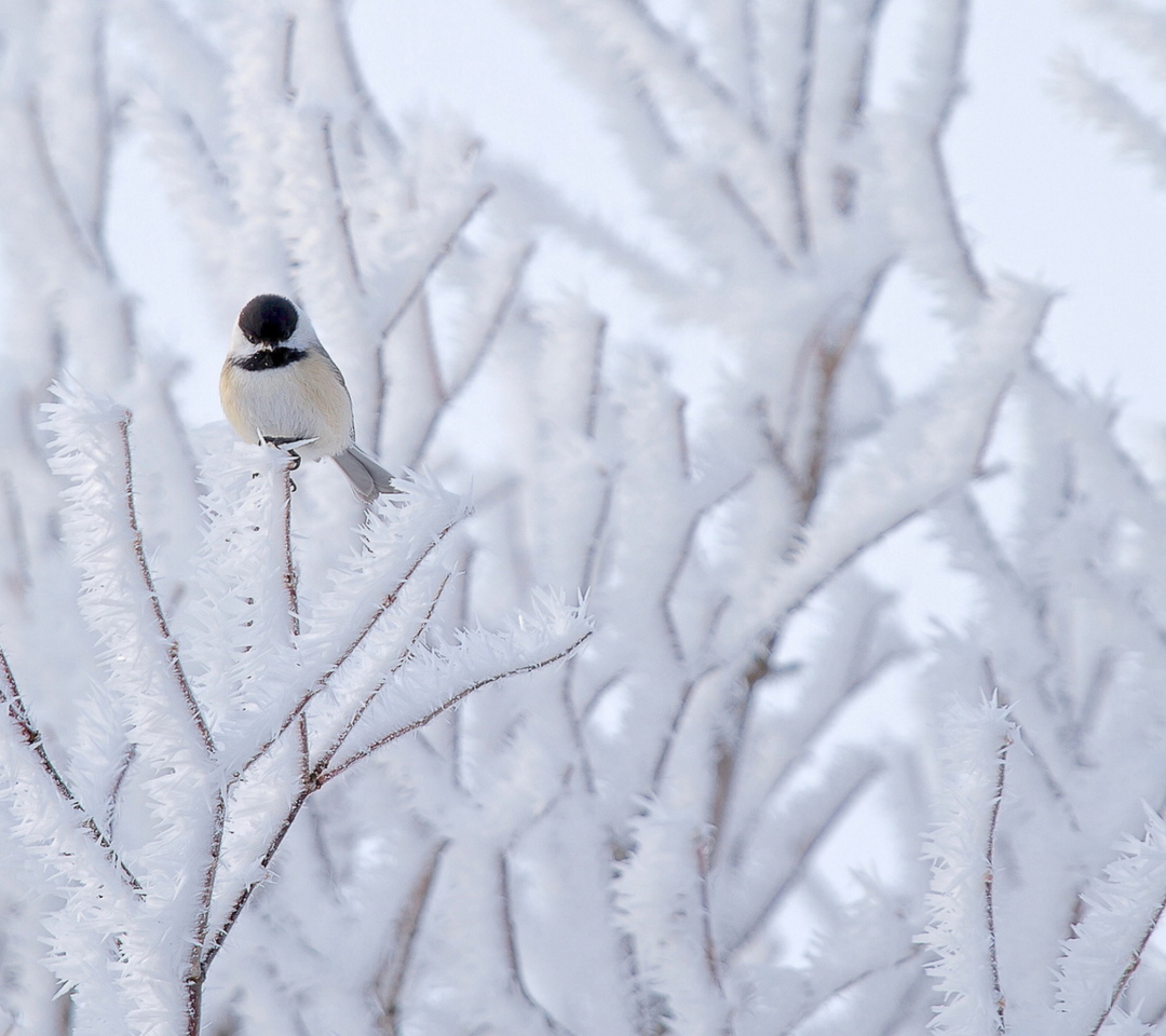 Das Small Winter Bird Wallpaper 1080x960