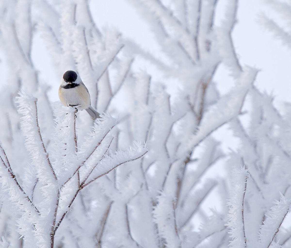 Small Winter Bird wallpaper 1200x1024