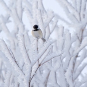 Small Winter Bird wallpaper 128x128