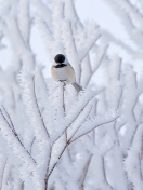 Das Small Winter Bird Wallpaper 132x176