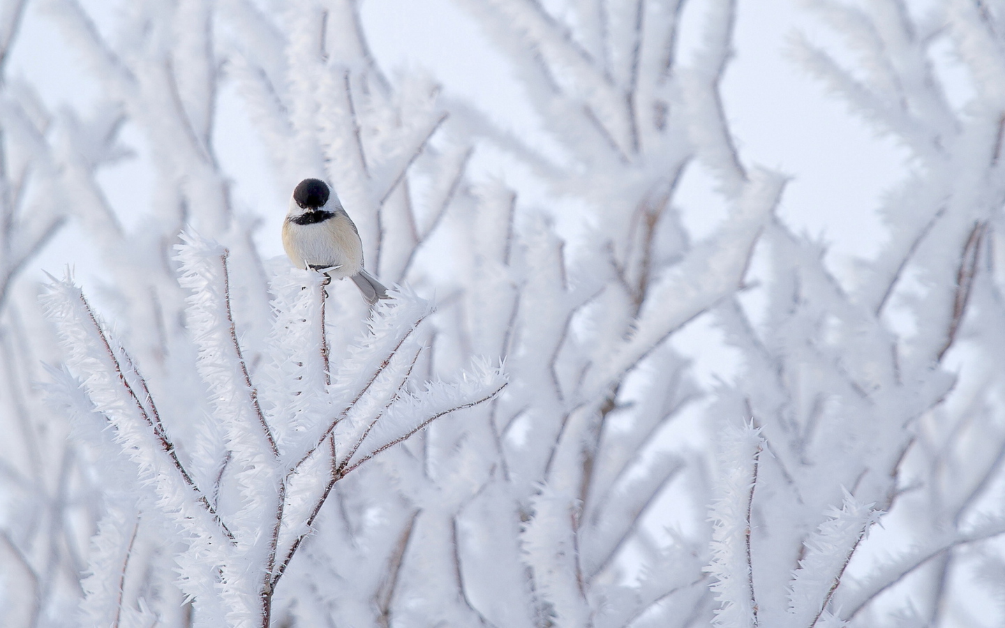 Screenshot №1 pro téma Small Winter Bird 1440x900