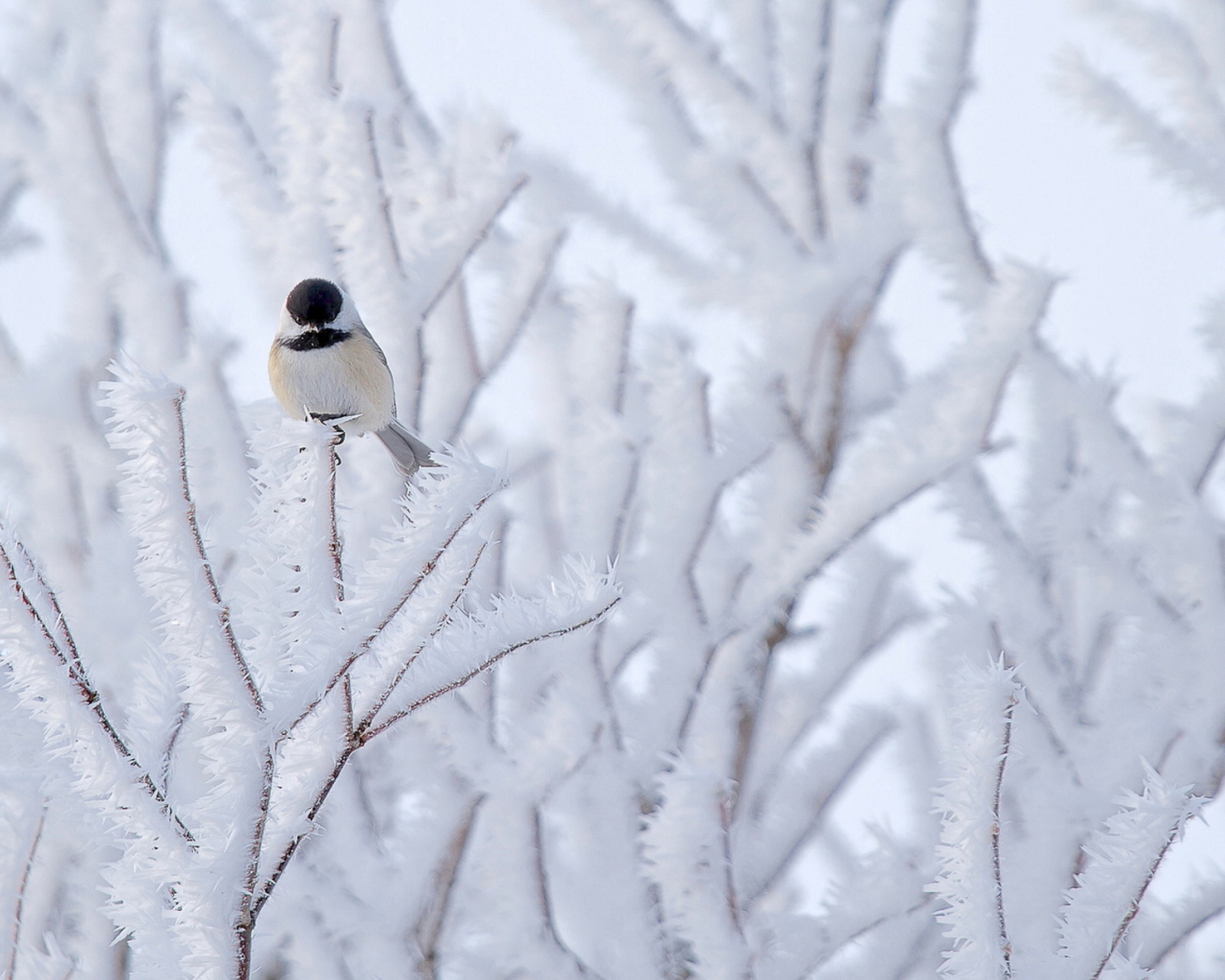 Das Small Winter Bird Wallpaper 1600x1280