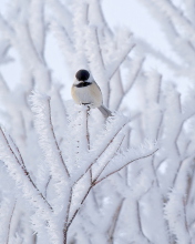 Das Small Winter Bird Wallpaper 176x220