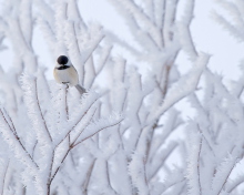 Small Winter Bird screenshot #1 220x176