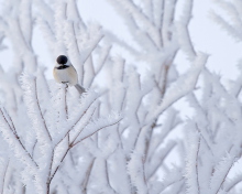 Small Winter Bird wallpaper 220x176