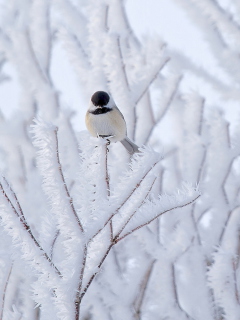 Fondo de pantalla Small Winter Bird 240x320