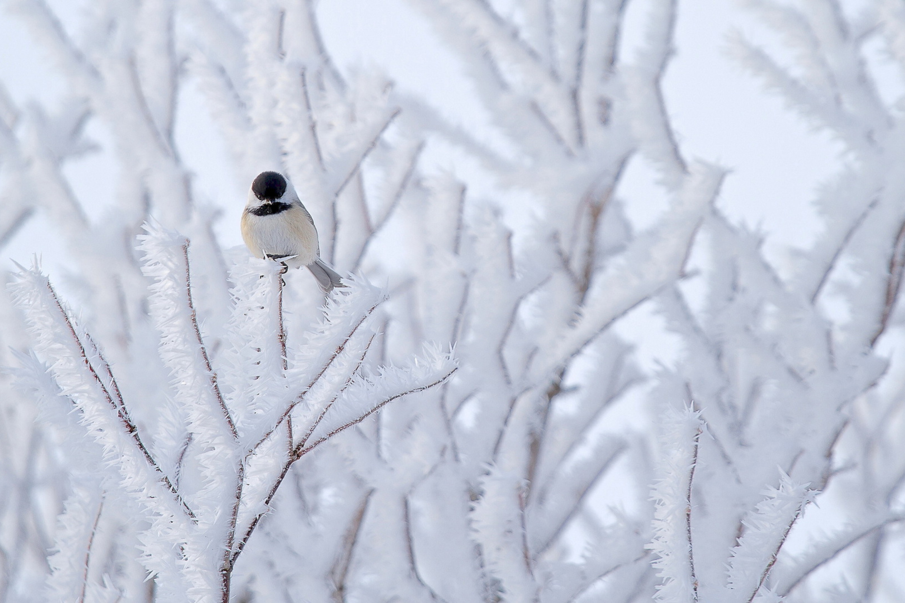 Small Winter Bird screenshot #1 2880x1920