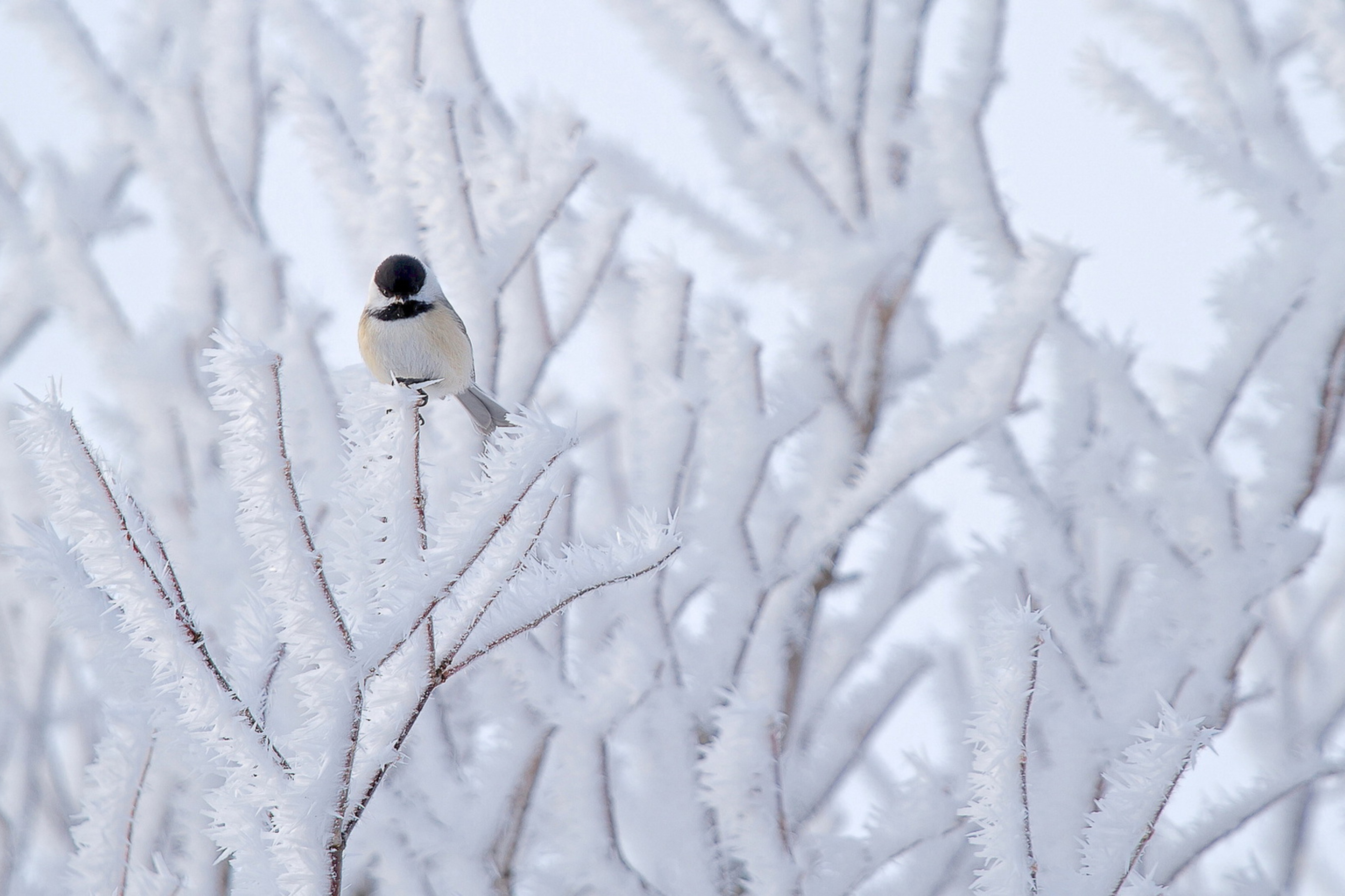 Das Small Winter Bird Wallpaper 2880x1920