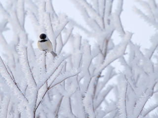 Small Winter Bird screenshot #1 320x240