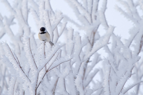Das Small Winter Bird Wallpaper 480x320