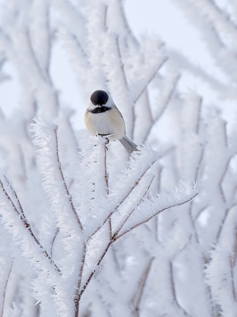 Fondo de pantalla Small Winter Bird 480x640