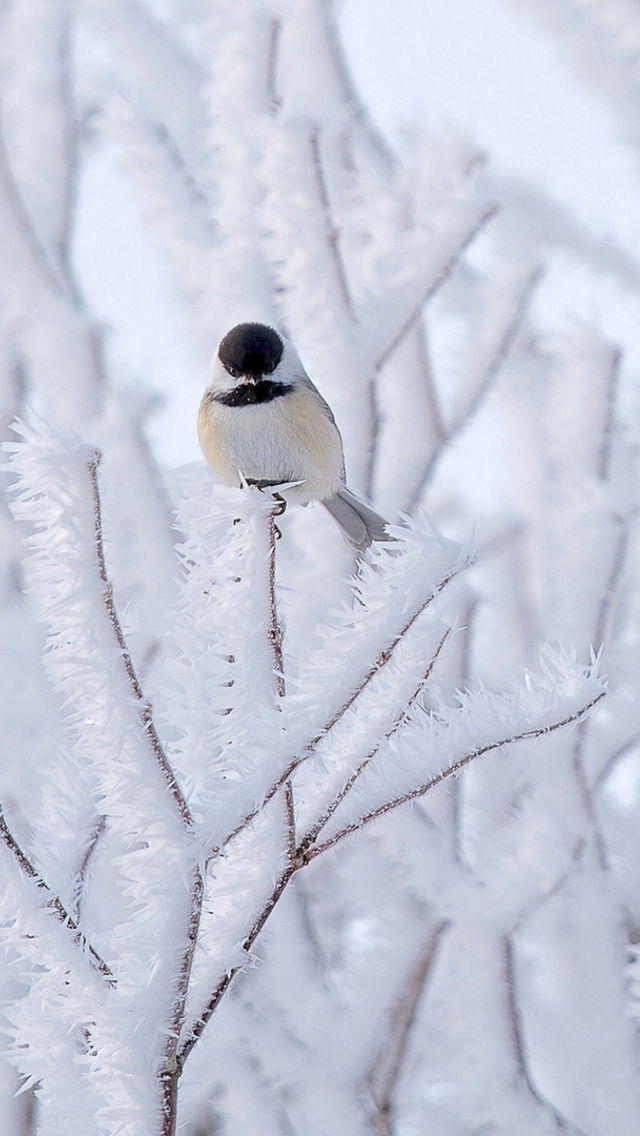 Das Small Winter Bird Wallpaper 640x1136
