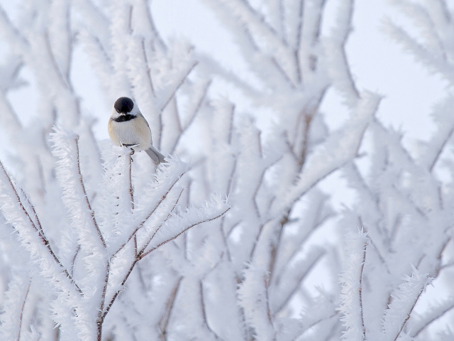 Fondo de pantalla Small Winter Bird 640x480