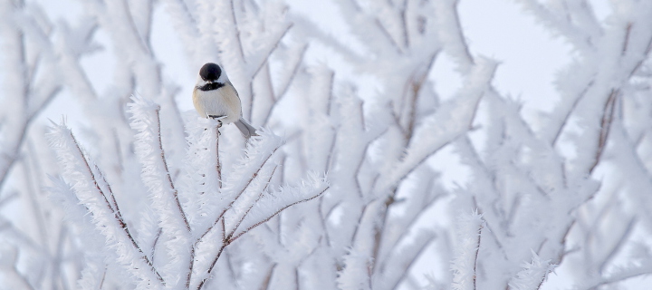 Fondo de pantalla Small Winter Bird 720x320