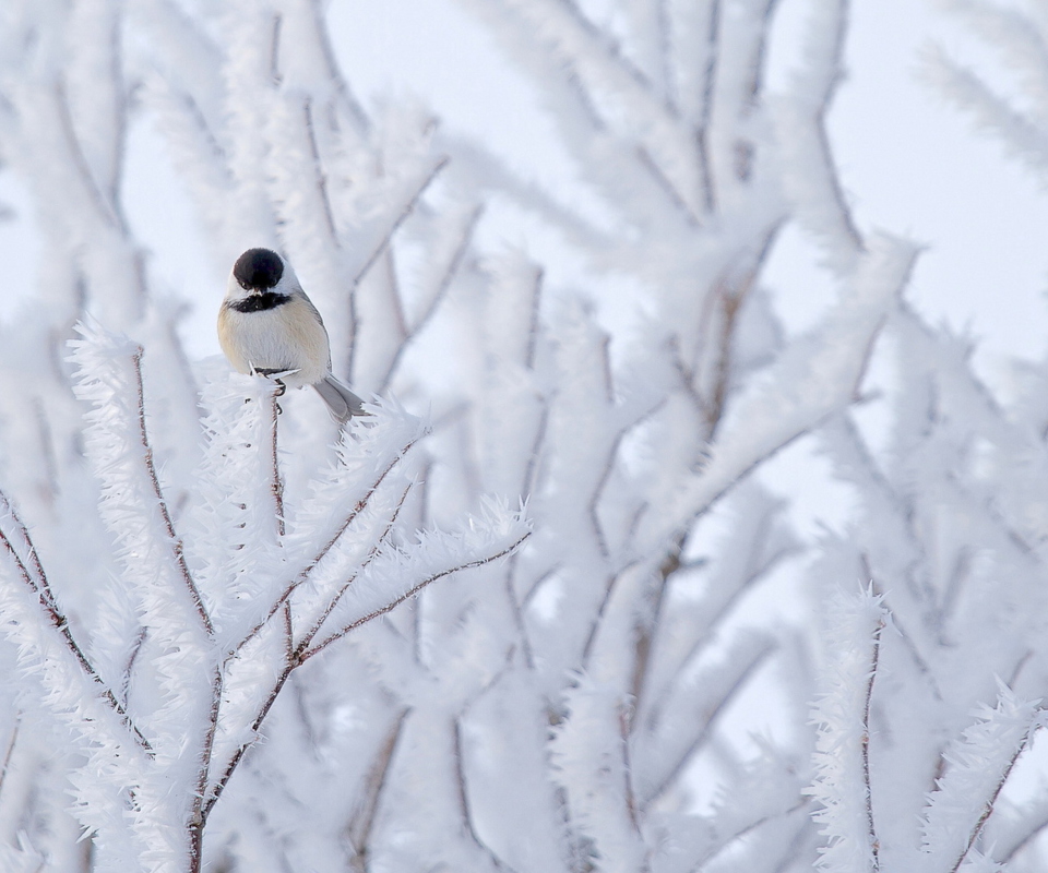 Das Small Winter Bird Wallpaper 960x800