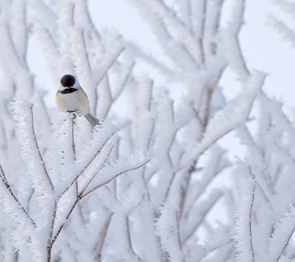 Das Small Winter Bird Wallpaper 960x854