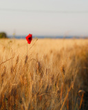 Wheat and Stack wallpaper 128x160