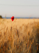 Fondo de pantalla Wheat and Stack 132x176