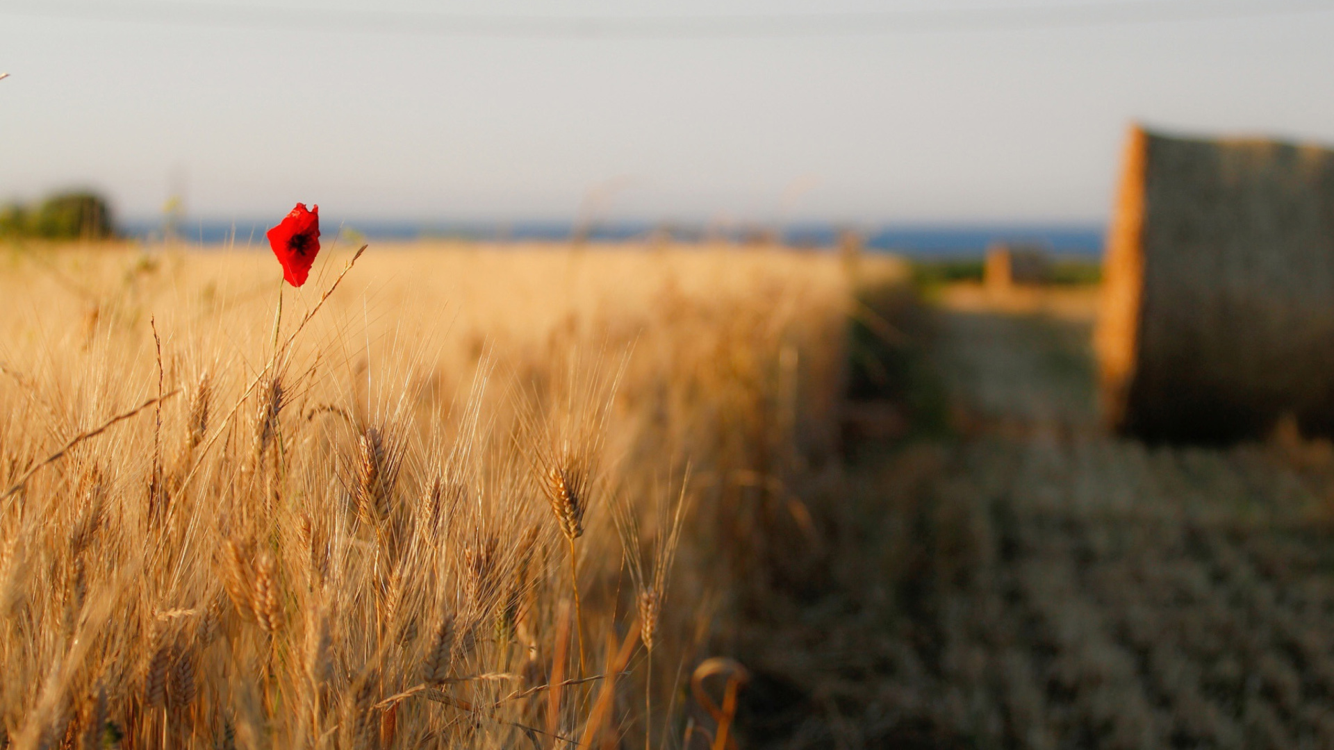 Sfondi Wheat and Stack 1920x1080