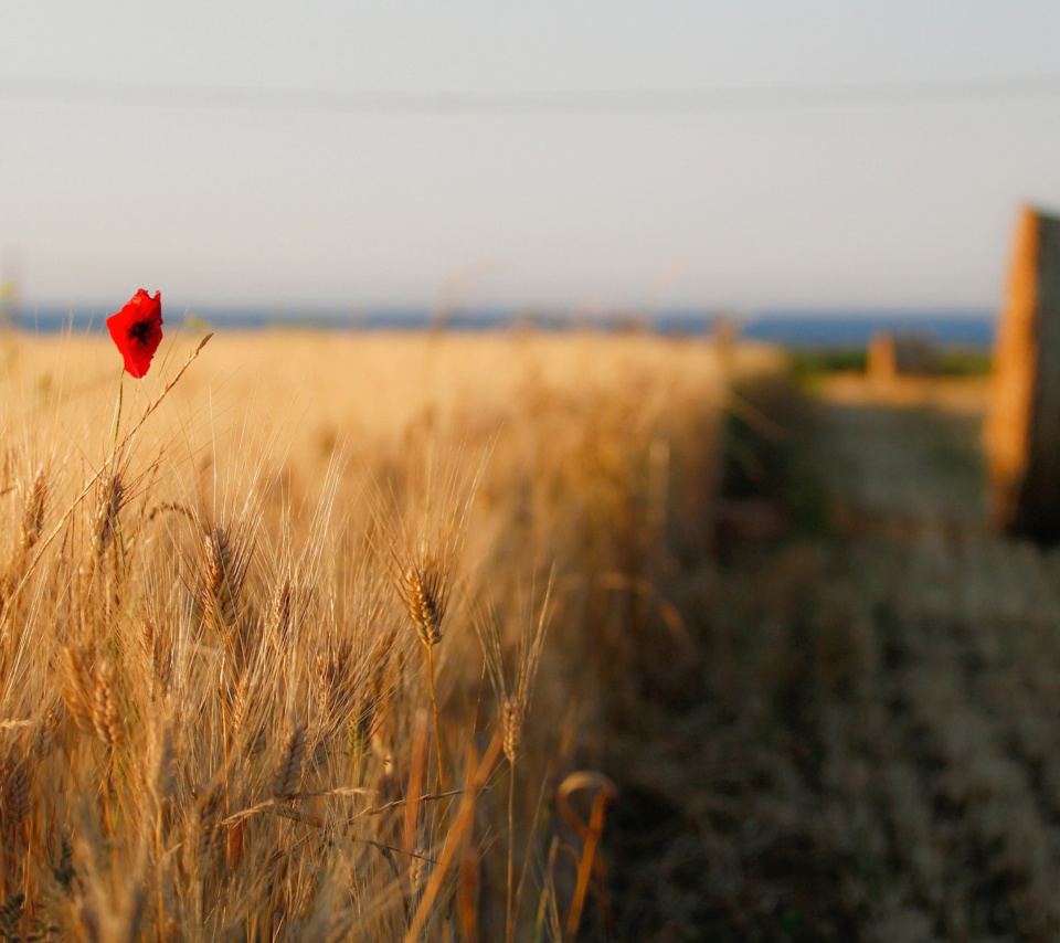 Das Wheat and Stack Wallpaper 960x854