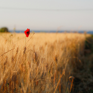 Free Wheat and Stack Picture for iPad mini 2