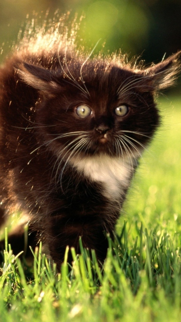 Das Fluffy Cat Wallpaper 360x640