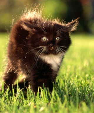 Fluffy Cat - Obrázkek zdarma pro Nokia Lumia 2520