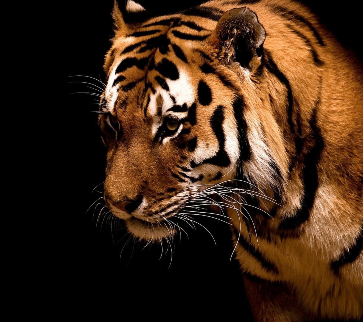 Das Tiger Wallpaper 1440x1280
