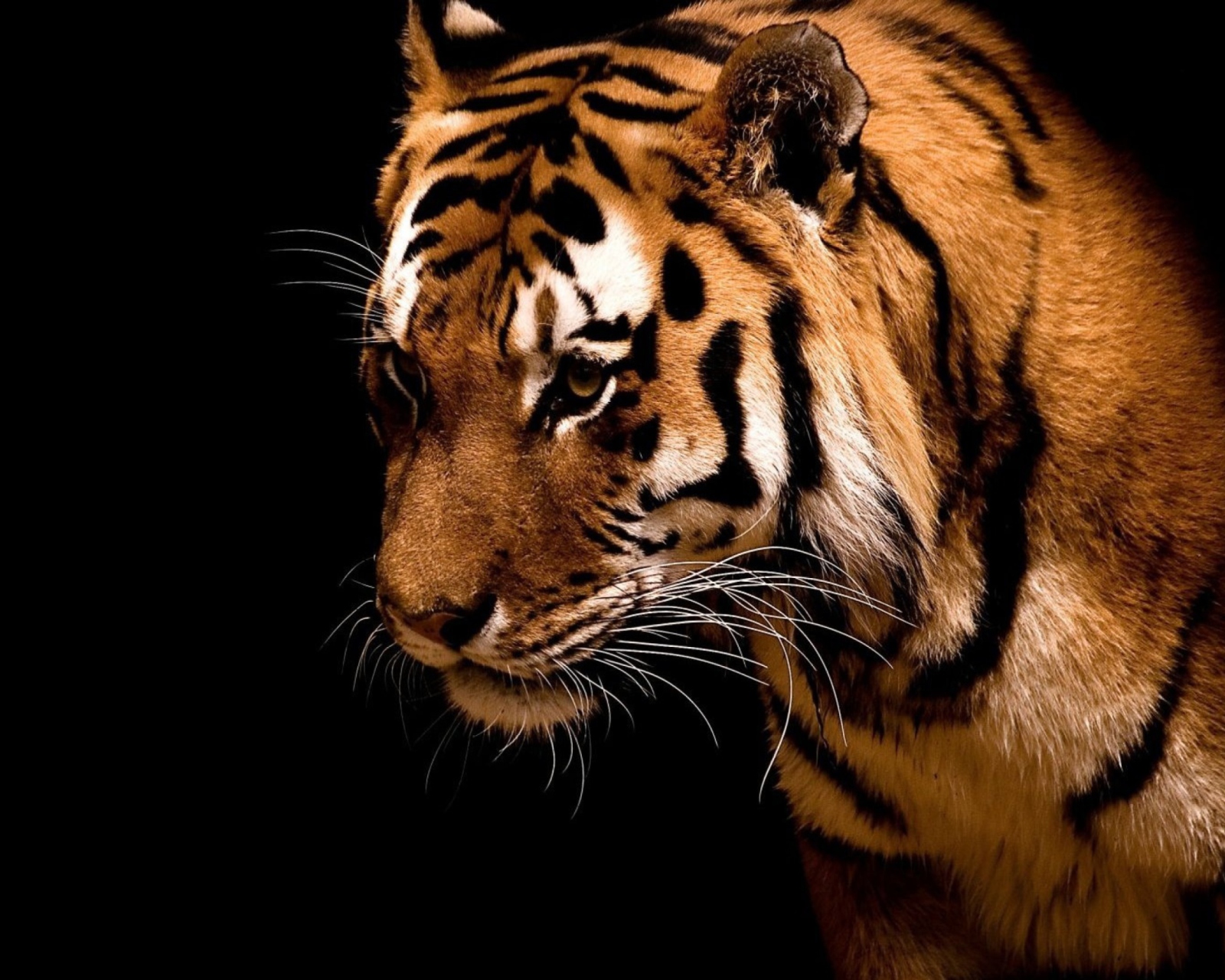 Tiger screenshot #1 1600x1280
