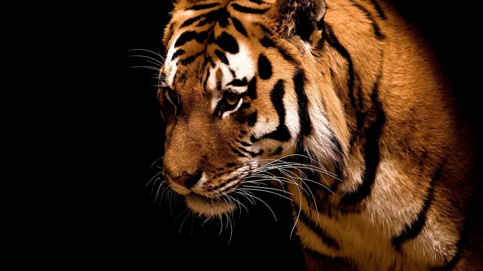 Fondo de pantalla Tiger 1600x900