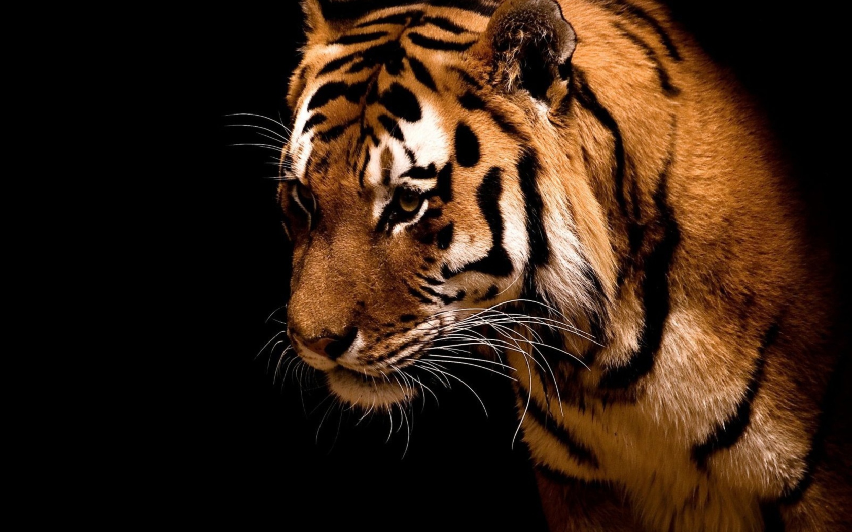 Обои Tiger 1680x1050