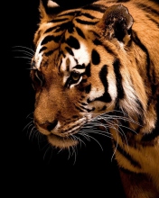 Das Tiger Wallpaper 176x220