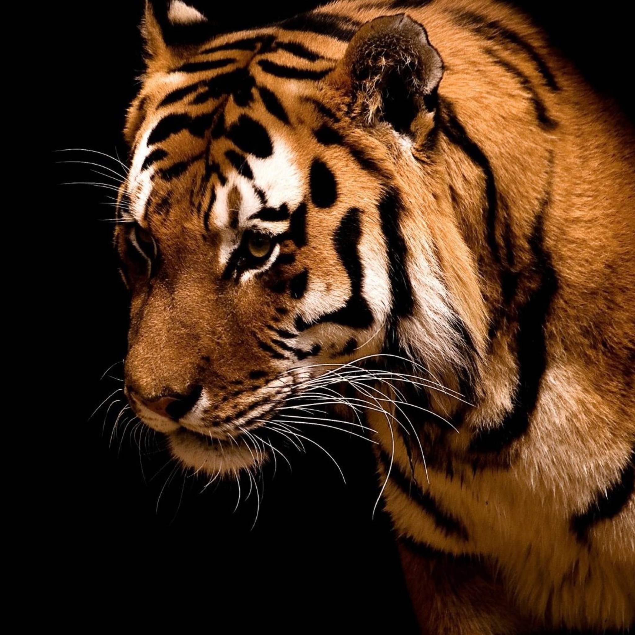 Sfondi Tiger 2048x2048