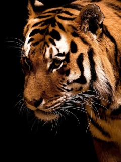 Tiger wallpaper 240x320