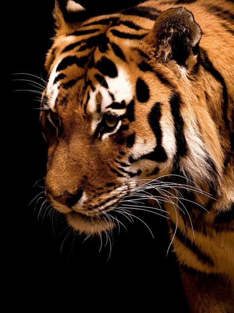 Sfondi Tiger 480x640