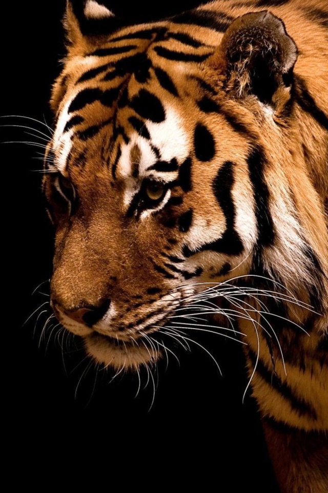 Tiger wallpaper 640x960