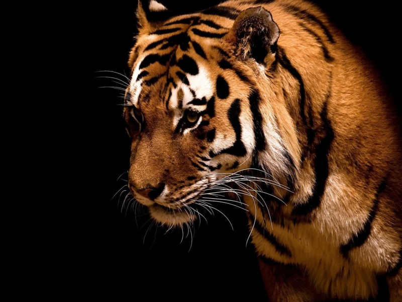 Tiger wallpaper 800x600