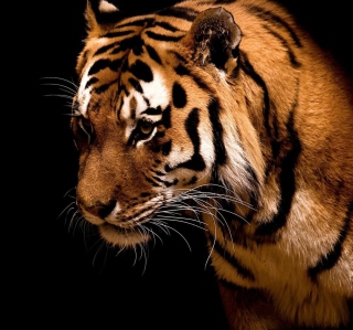 Tiger - Obrázkek zdarma pro iPad 2