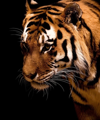 Tiger - Obrázkek zdarma pro Nokia X2