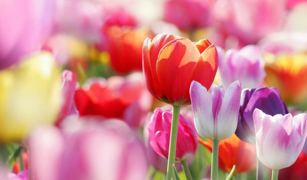 Colorful Tulips screenshot #1 1024x600