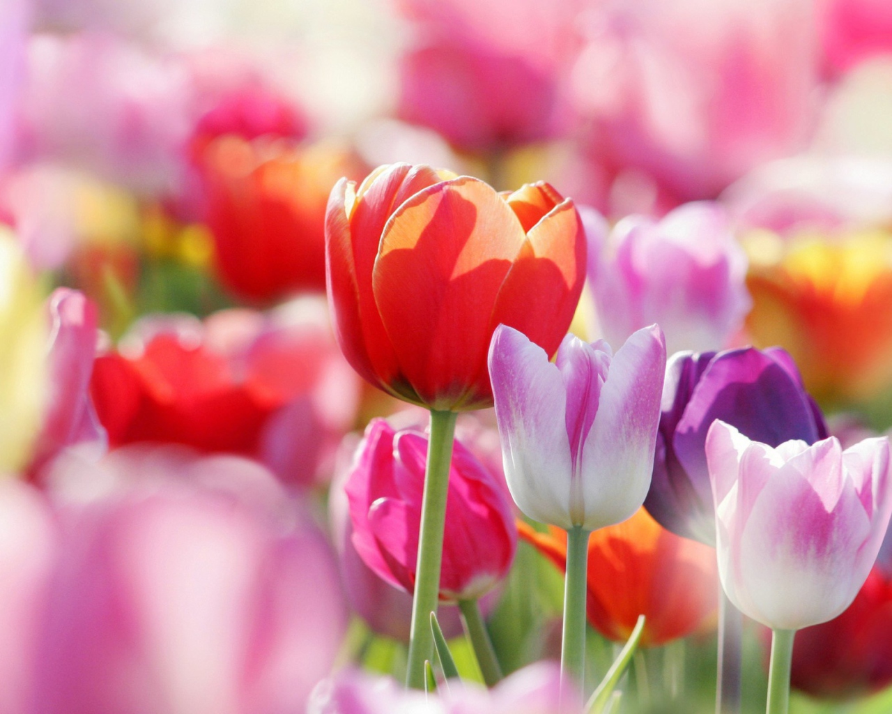 Обои Colorful Tulips 1280x1024