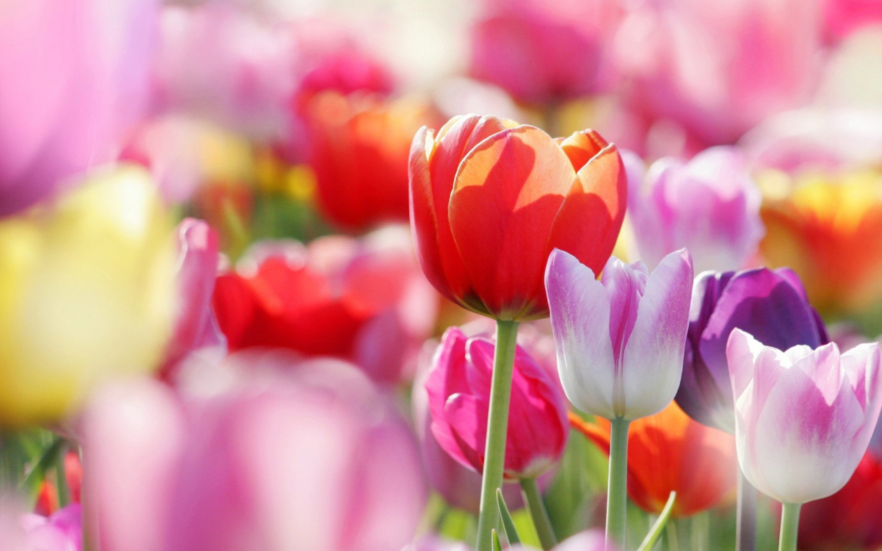 Sfondi Colorful Tulips 1280x800