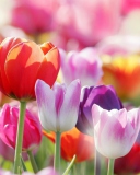 Colorful Tulips wallpaper 128x160