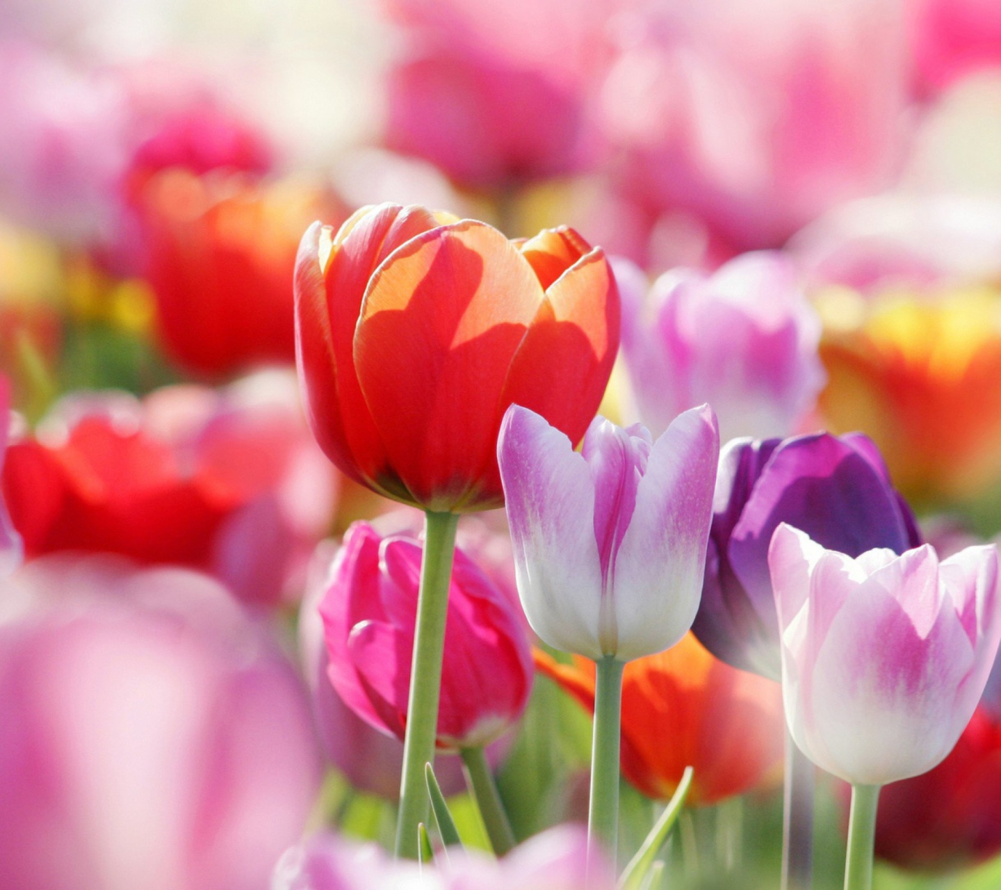 Обои Colorful Tulips 1440x1280