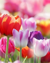 Das Colorful Tulips Wallpaper 176x220