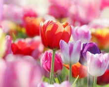 Обои Colorful Tulips 220x176