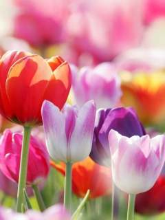 Colorful Tulips wallpaper 240x320