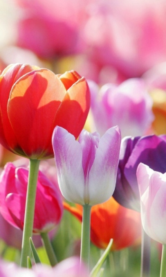 Colorful Tulips screenshot #1 240x400